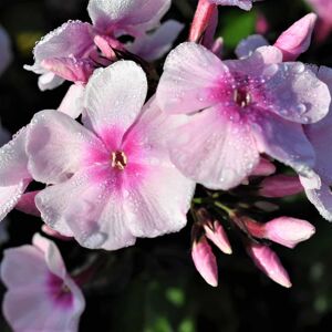 Phlox paniculata 'Bright Eyes' ---